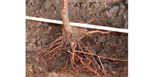 Про корневые шейки. Как не загубить дерево при посадке.